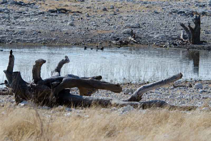 81 - Namibia - parque nacional de Etosha - paisaje